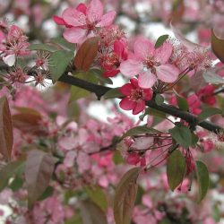 Malus Coccinella multistam