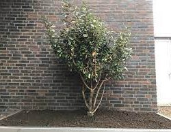 Elaeagnus ebbingei multistam