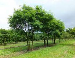 Sophora Japonica