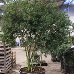 osmanthus Burkwoodii