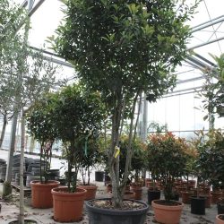 photinia multistam