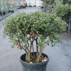 quercus bonsai