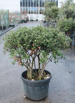 quercus bonsai