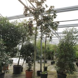 magnolia grandiflora 10-12