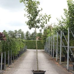 malus everest 10-12