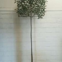 photinia leiboom 8-10