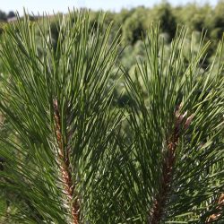 pinus nigra nigra