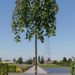 prunus snow fountains 10-12