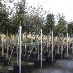 quercus ilex 12-14