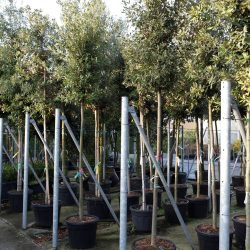 quercus ilex 14-16