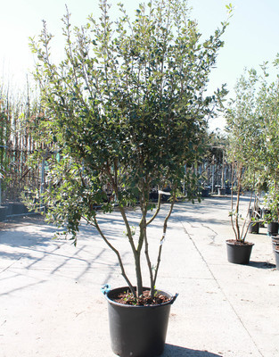 Quercus 200cm/+ in 70 l pot bomen-kopen.be