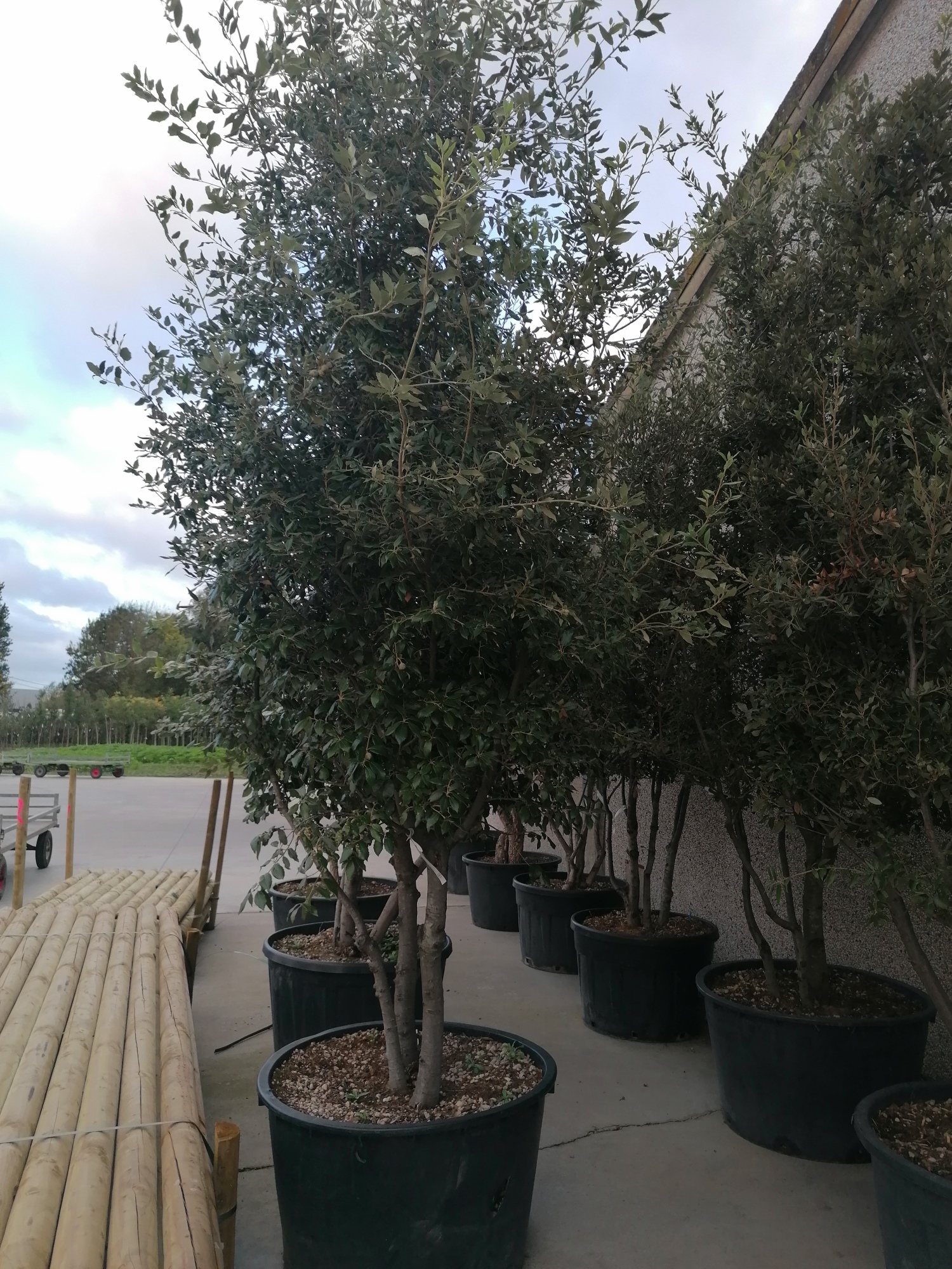 Quercus ilex multistam 250cm 90 pot - bomen-kopen.be